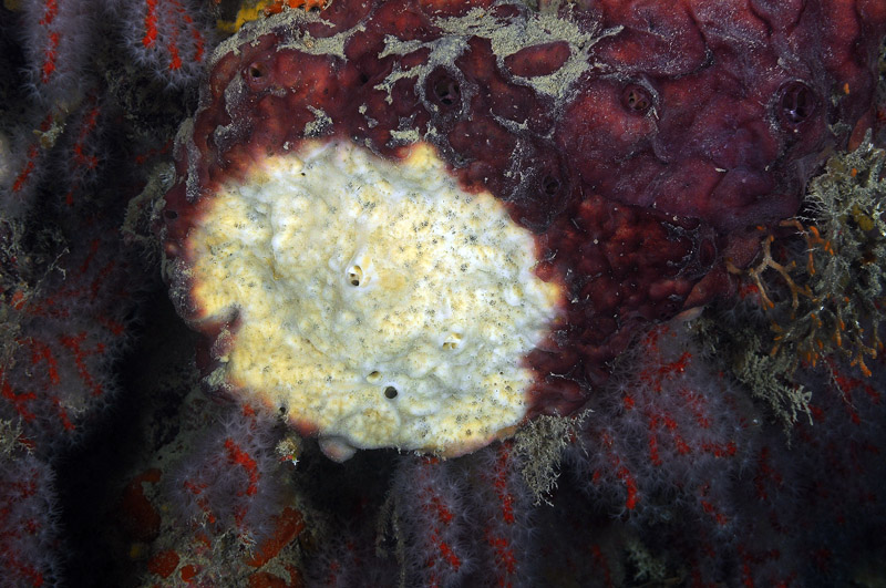 Spugna mangiata
